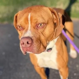 An adult medium-sized male Brown / Chocolate American Bully dog named Itachi for adoption in Manassas, VA