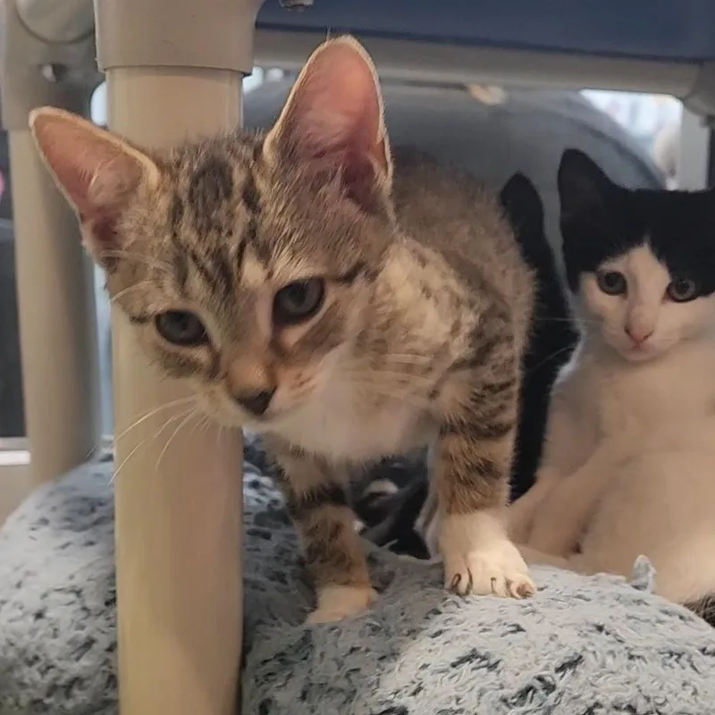 A baby medium-sized male White Domestic Short Hair cat named Tootsie for adoption in Charleston, SC