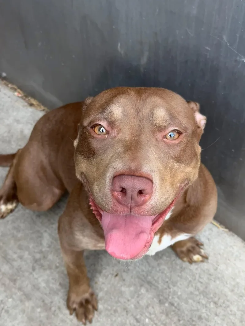 An adult medium-sized female Brown / Chocolate Pit Bull Terrier dog named Velvet for adoption in Chicago, IL
