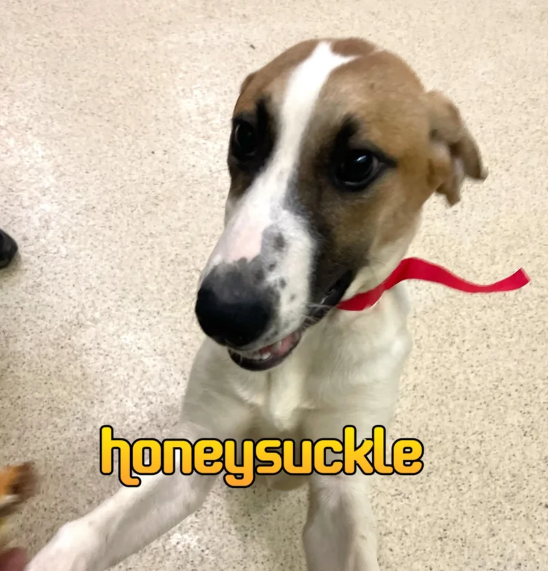 A young medium-sized female Hound dog named Honeysuckle for adoption in Muncie, IN