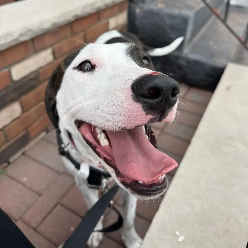 A young medium-sized female Hound dog named Bella Swan for adoption in Jersey City, NJ