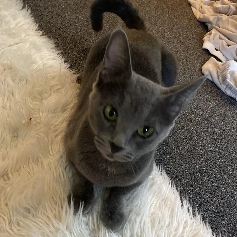 A senior small-sized female Gray / Blue / Silver Russian Blue cat named Bella for adoption in Rochester, MN