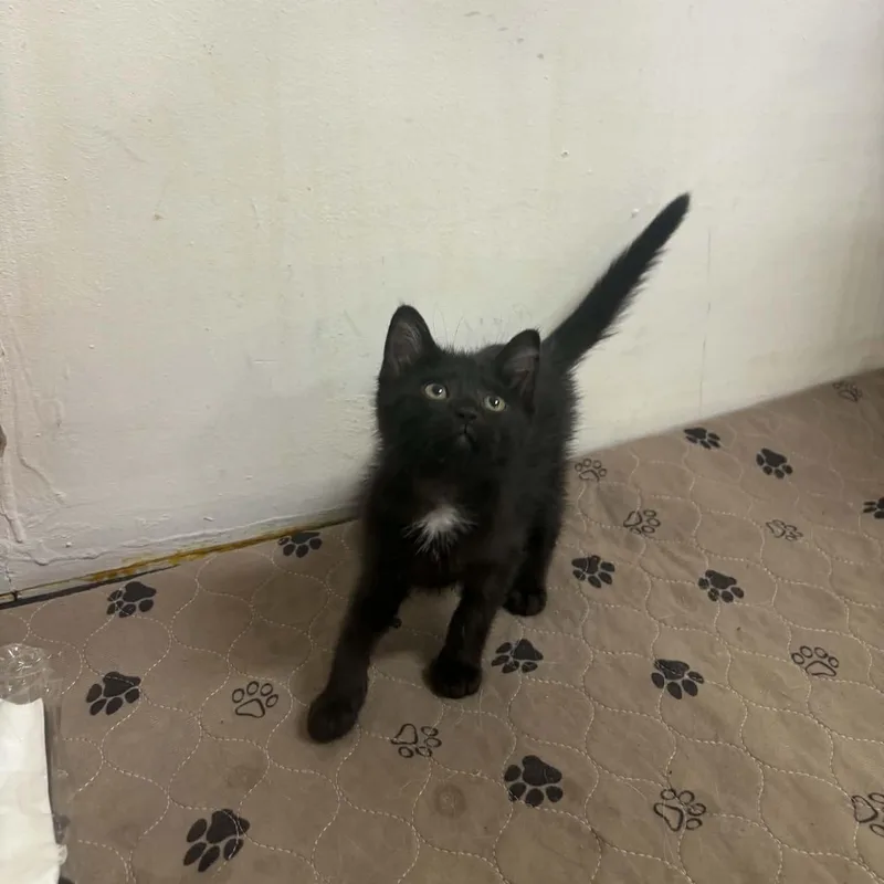 A baby small-sized female Black Domestic Short Hair cat named Joie for adoption in Clairton, PA