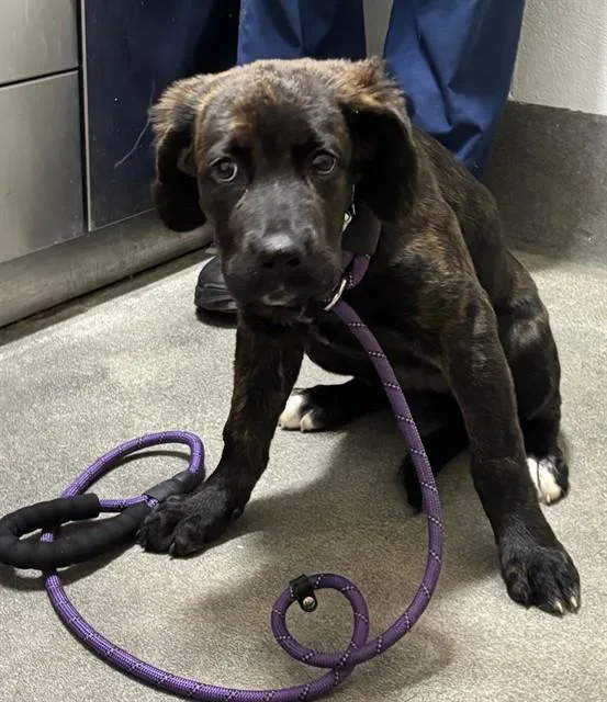 A baby large-sized female Cane Corso dog named Fat Girl for adoption in Upper Marlboro, MD
