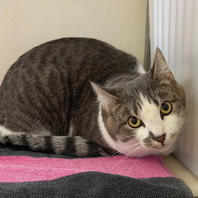 A young large-sized male Gray / Blue / Silver Domestic Short Hair cat named Winston for adoption in Santa Barbara, CA