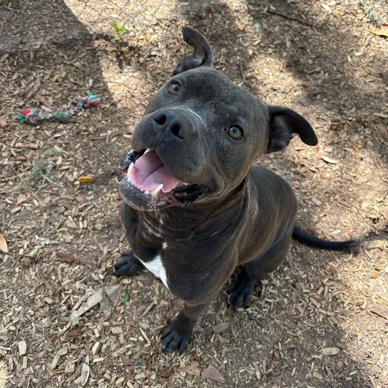 An adult medium-sized male Gray / Blue / Silver Pit Bull Terrier dog named Steel for adoption in St. Augustine, FL