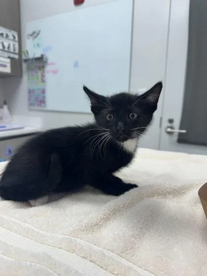 A baby small-sized male Black Domestic Short Hair cat named Salty Cold Foam for adoption in Kansas City, MO