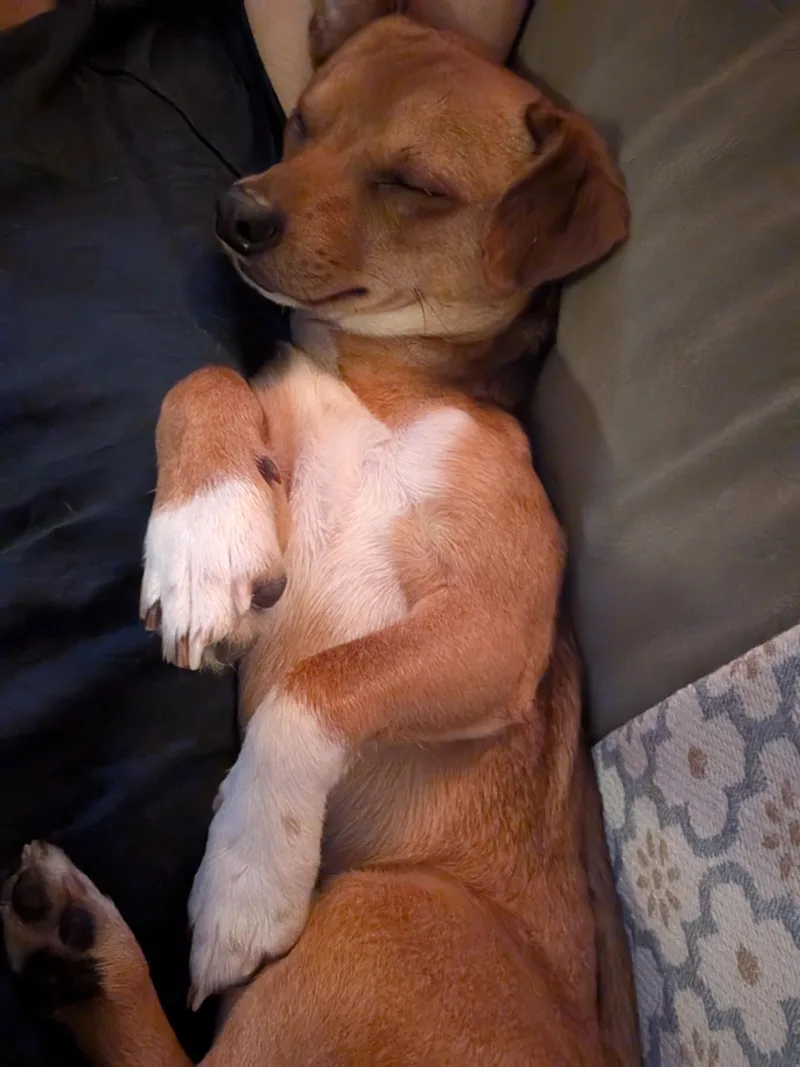 A young small-sized male Tricolor (Brown, Black, & White) Chihuahua dog named Zorro for adoption in Worcester, MA