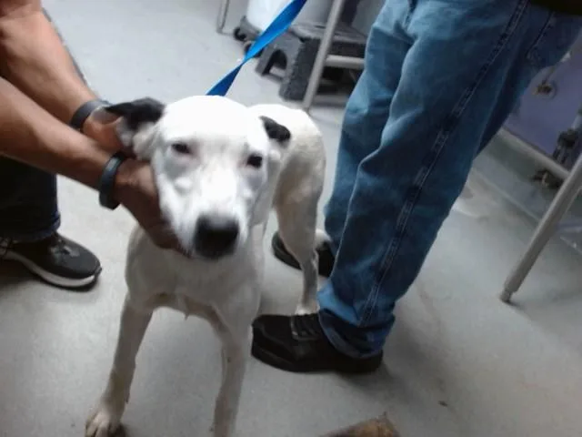 A young medium-sized female Pointer dog named Nala for adoption in Albuquerque, NM