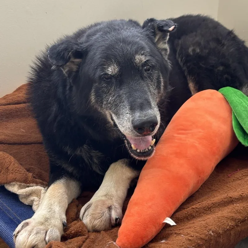 A senior extra large-sized male Black Shepherd dog named Big Ben for adoption in Sonoma, CA