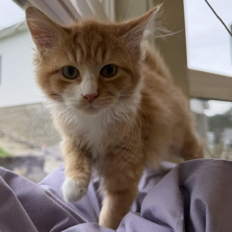 A baby medium-sized female Domestic Long Hair cat named Nermal for adoption in Latrobe, PA