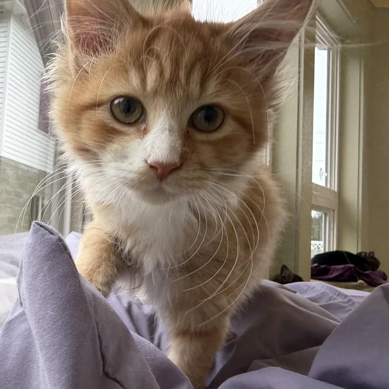 Nermal thumbnail 2