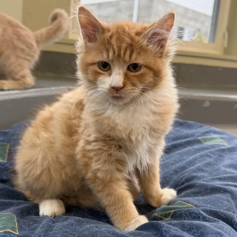 Nermal thumbnail 3
