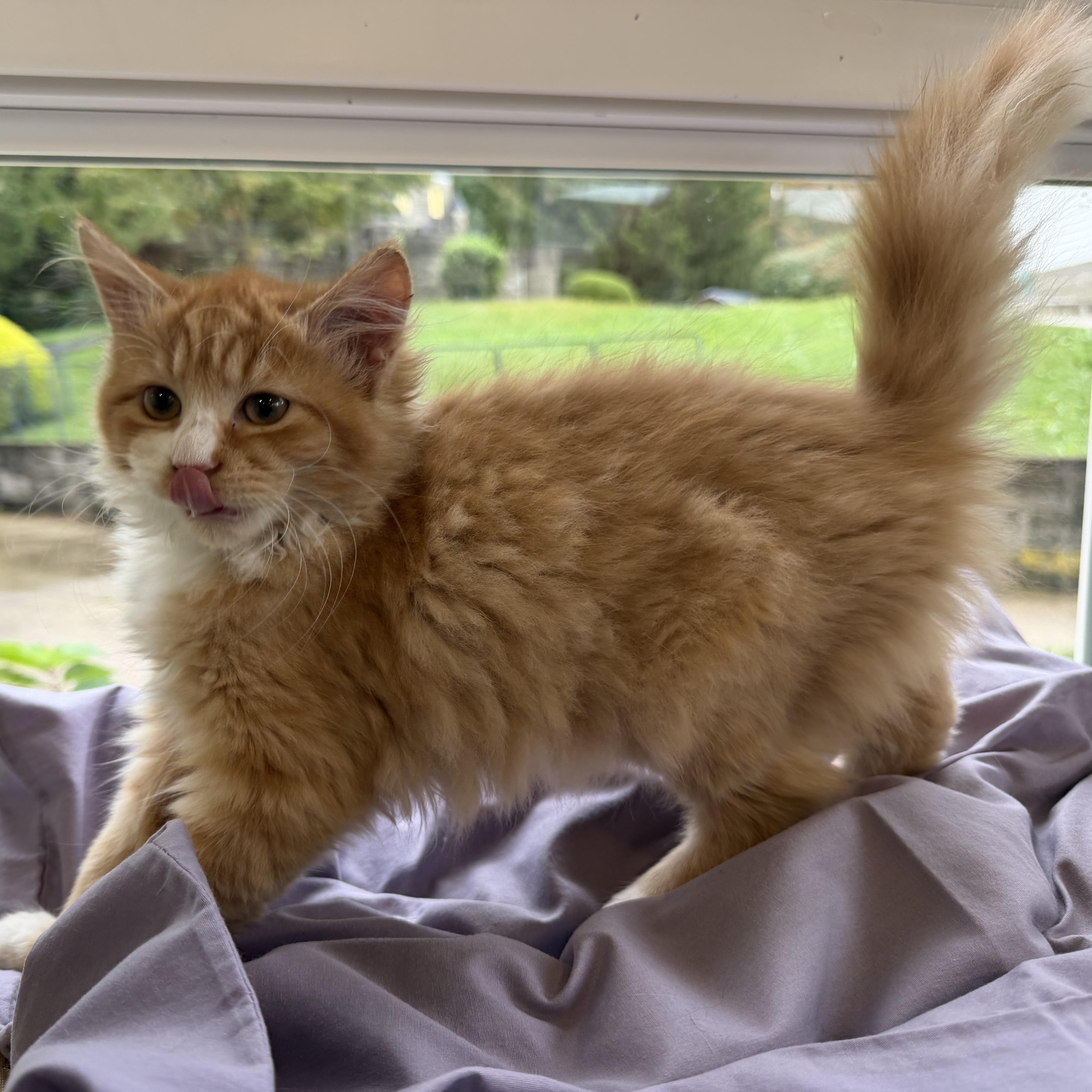 Nermal thumbnail 5