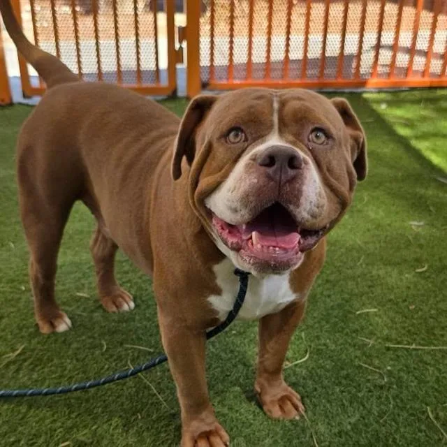 A young large-sized male American Bulldog dog named Tanque for adoption in Las Vegas, NV