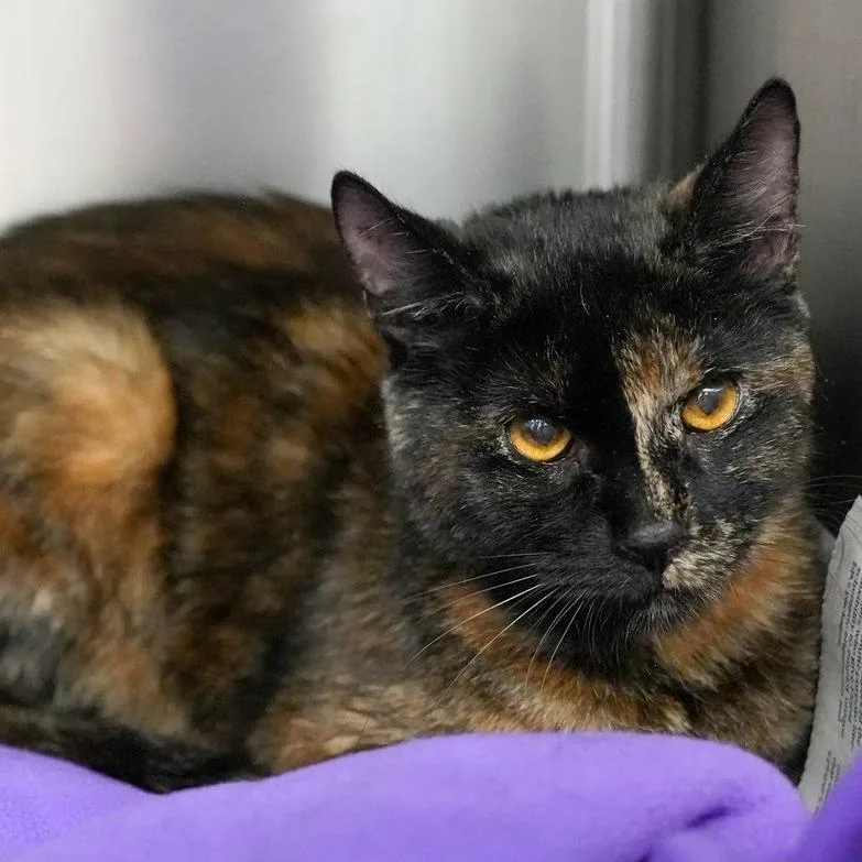 An adult medium-sized female Black Domestic Short Hair cat named Briar C for adoption in Princeton, MN