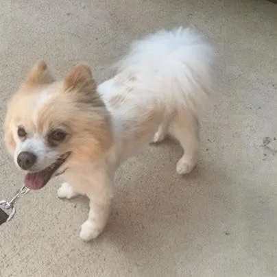 A young small-sized male Pomeranian dog named Max Houston for adoption in Garland, TX