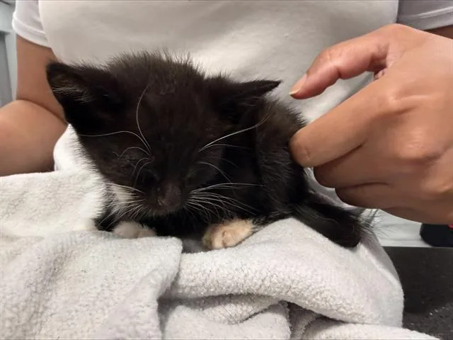 A baby small-sized male Domestic Short Hair cat named Poe for adoption in Charlotte, NC