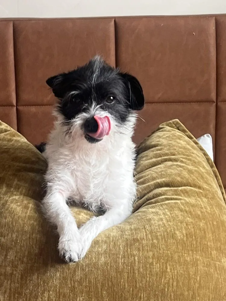 Miss Clementine thumbnail 3