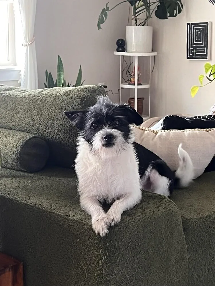 Miss Clementine thumbnail 4