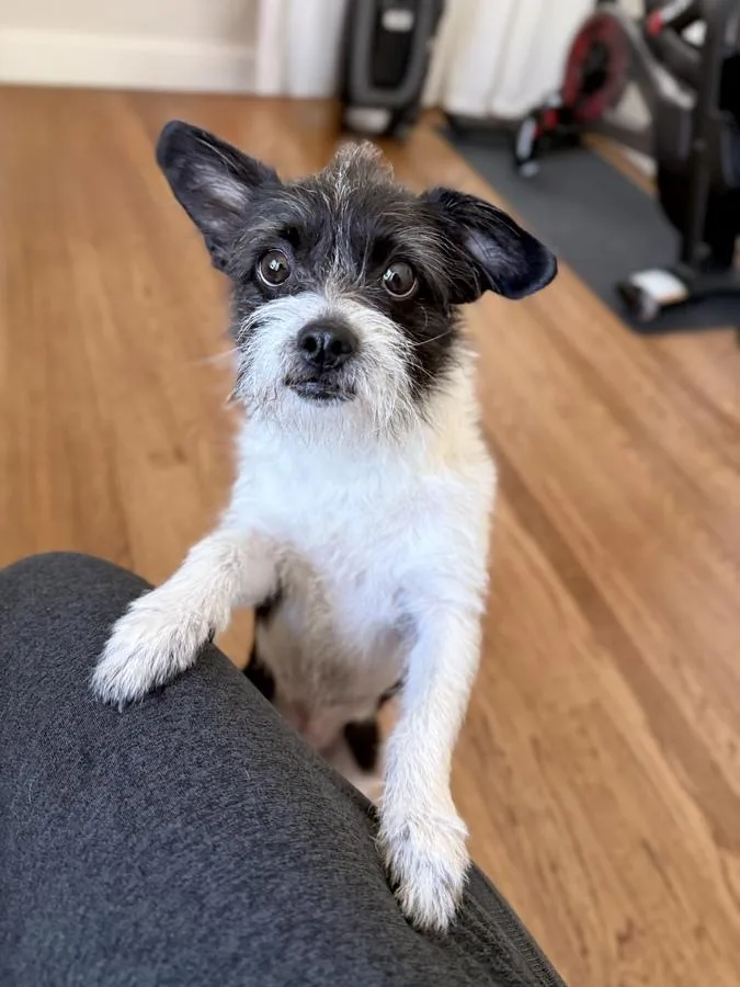 Miss Clementine thumbnail 5