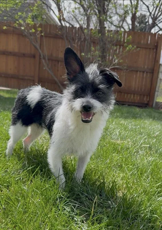 An adult small-sized female Terrier dog named Miss Clementine for adoption in Denver, CO