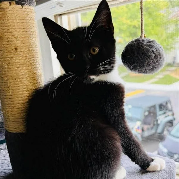 A baby small-sized female Black Domestic Short Hair cat named Meadow for adoption in Pasadena , MD