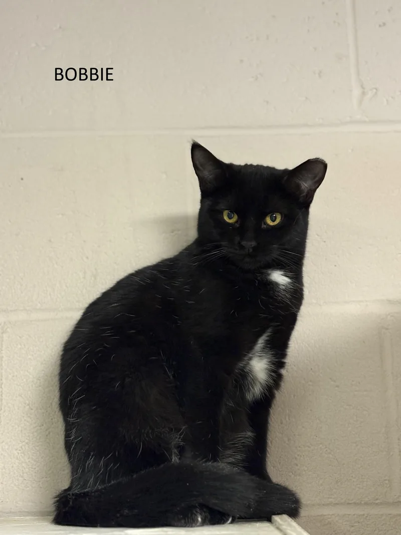Bobbie