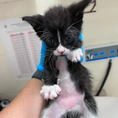 A baby small-sized male Black Domestic Short Hair cat named Dash for adoption in Bastrop, TX