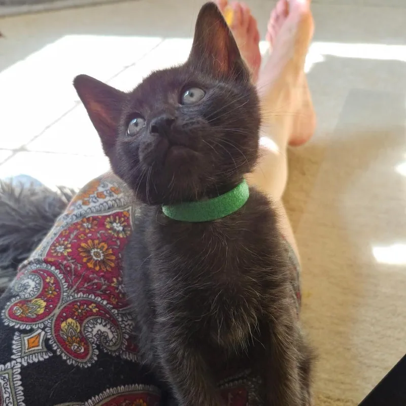 A baby small-sized male Domestic Short Hair cat named Thunder for adoption in Fairfax, VA