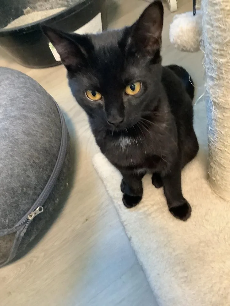 A baby small-sized female Black Domestic Short Hair cat named Black Betty for adoption in Innsbrook, MO