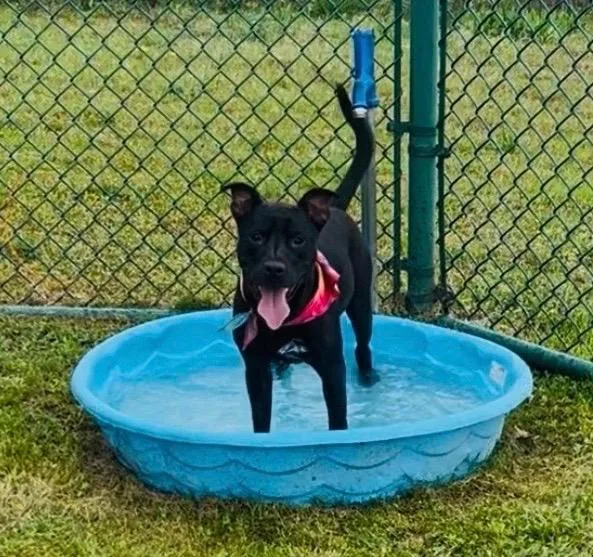 A young large-sized male Labrador Retriever dog named Joshua for adoption in Little Rock, AR