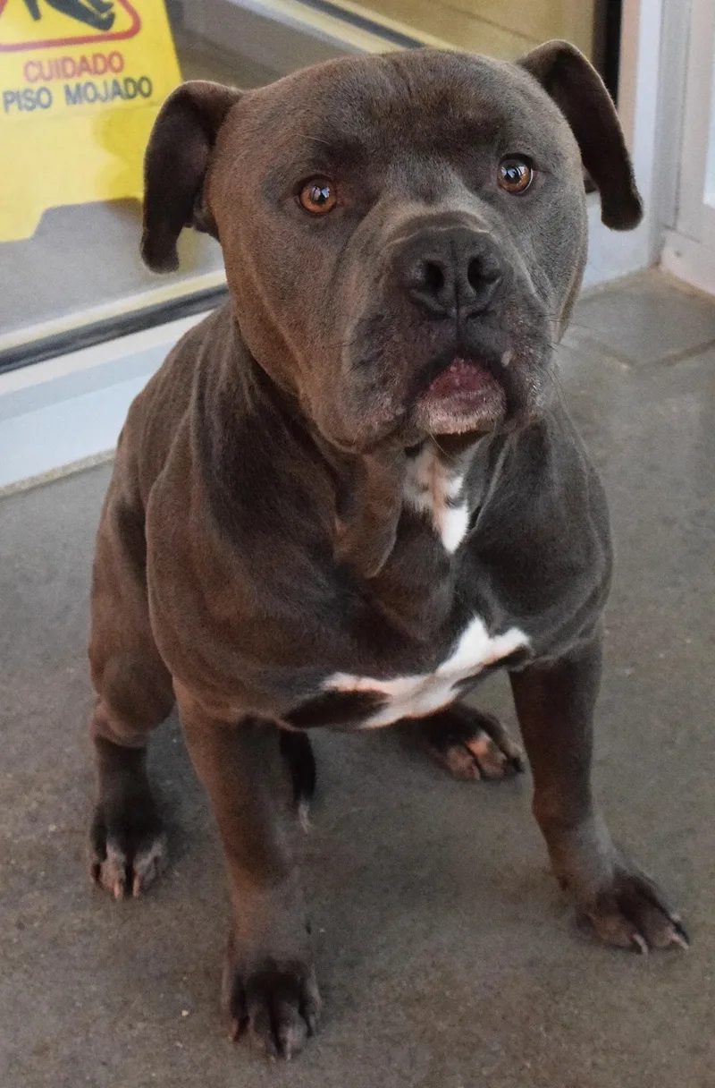 An adult medium-sized male Gray / Blue / Silver Pit Bull Terrier dog named 22496 for adoption in Broken Arrow, OK