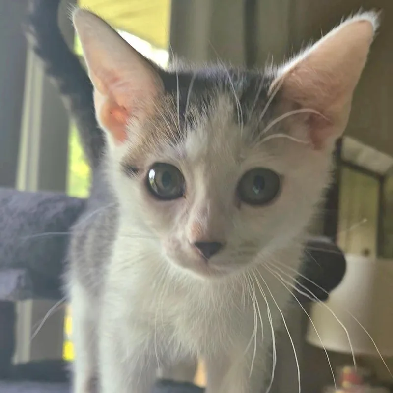 A baby small-sized female White Domestic Short Hair cat named Dosa for adoption in Richmond, VA