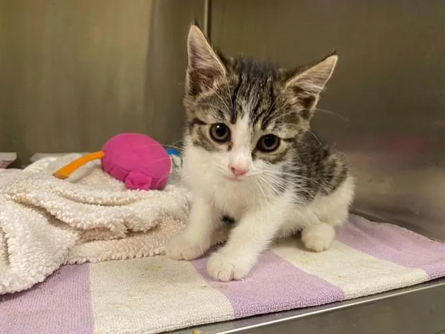 A baby small-sized female Domestic Short Hair cat named Onya for adoption in Tustin, CA