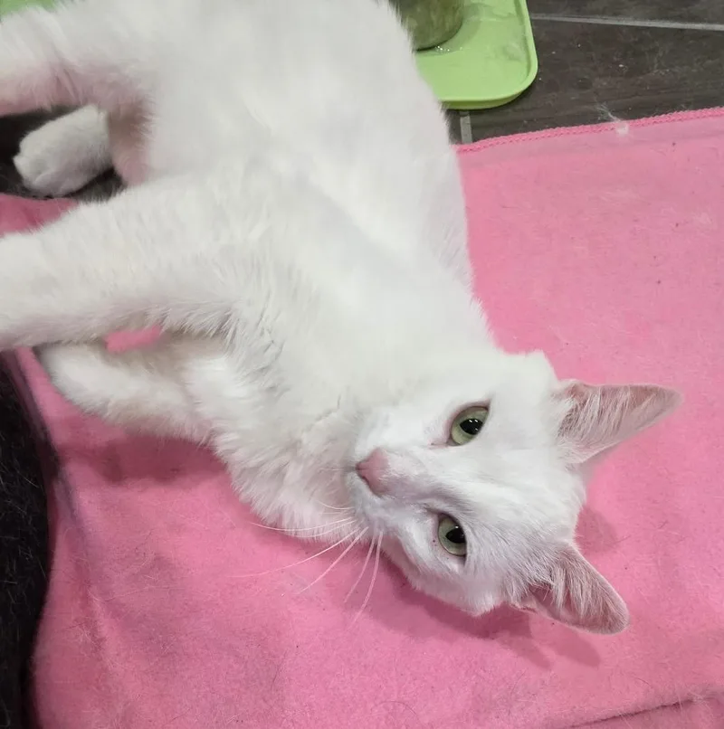 An adult medium-sized female Domestic Short Hair cat named Snowball for adoption in Fond Du Lac, WI