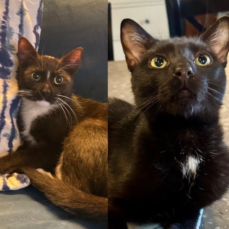 A young medium-sized male Black & White / Tuxedo Domestic Short Hair cat named Remi & Emerson for adoption in Brooklyn, NY