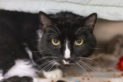 A senior small-sized male Domestic Short Hair cat named Oreo for adoption in Woodbury, MN