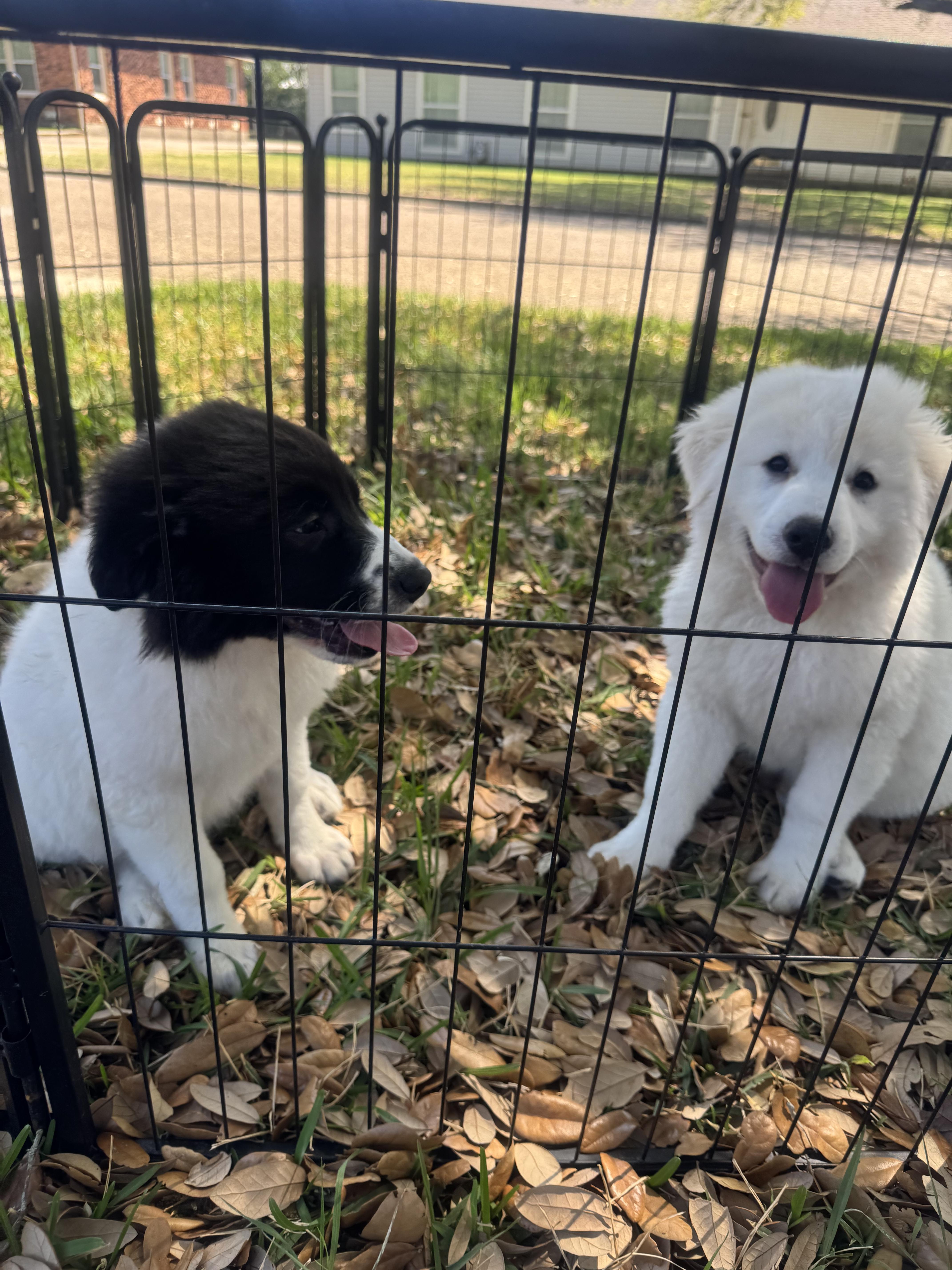 Jessie Atx thumbnail 2