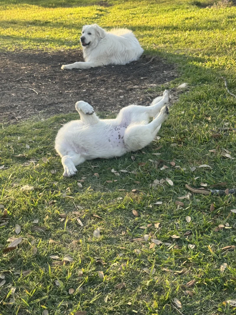 Jessie Atx thumbnail 3