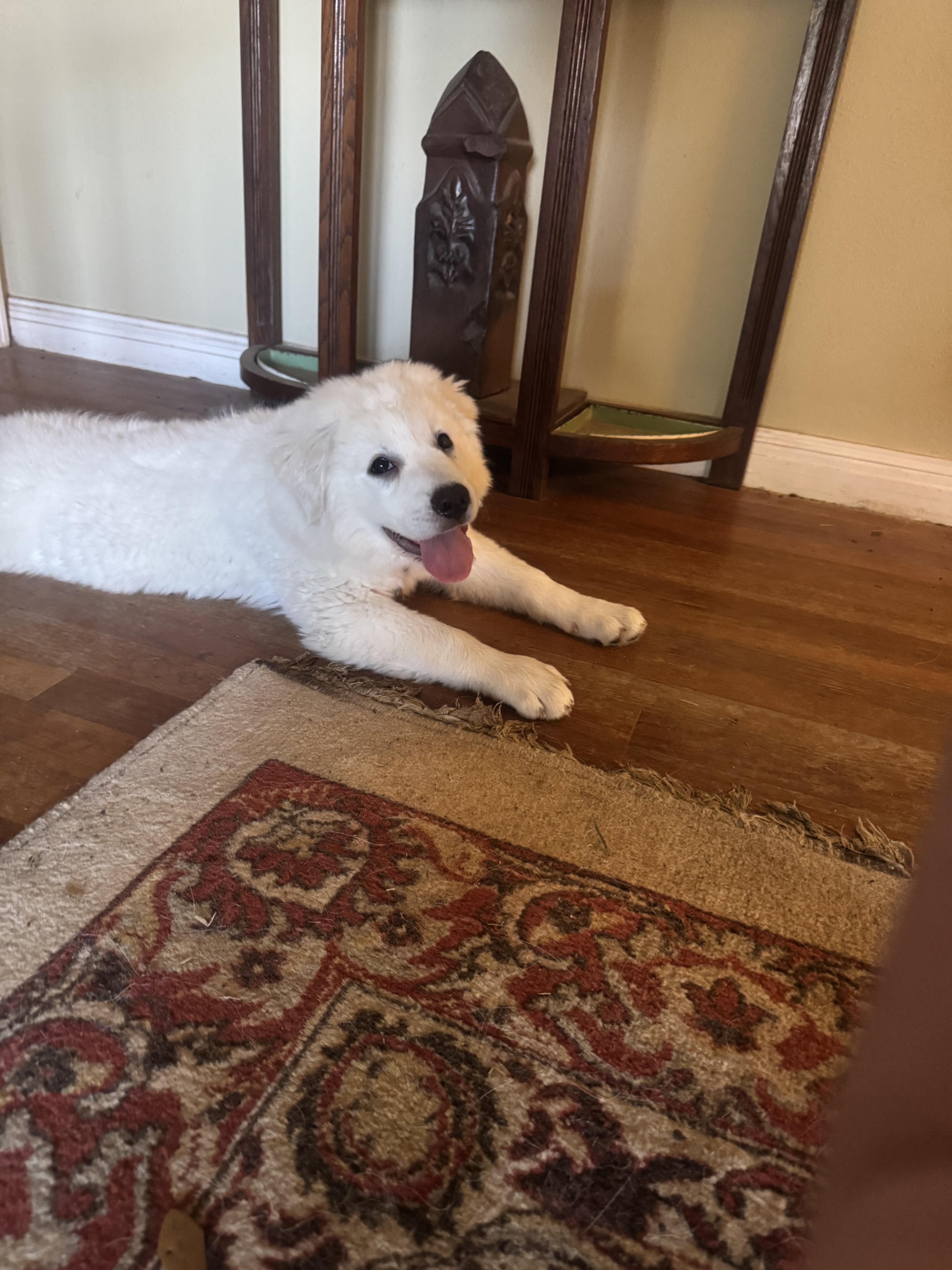 Jessie Atx thumbnail 4