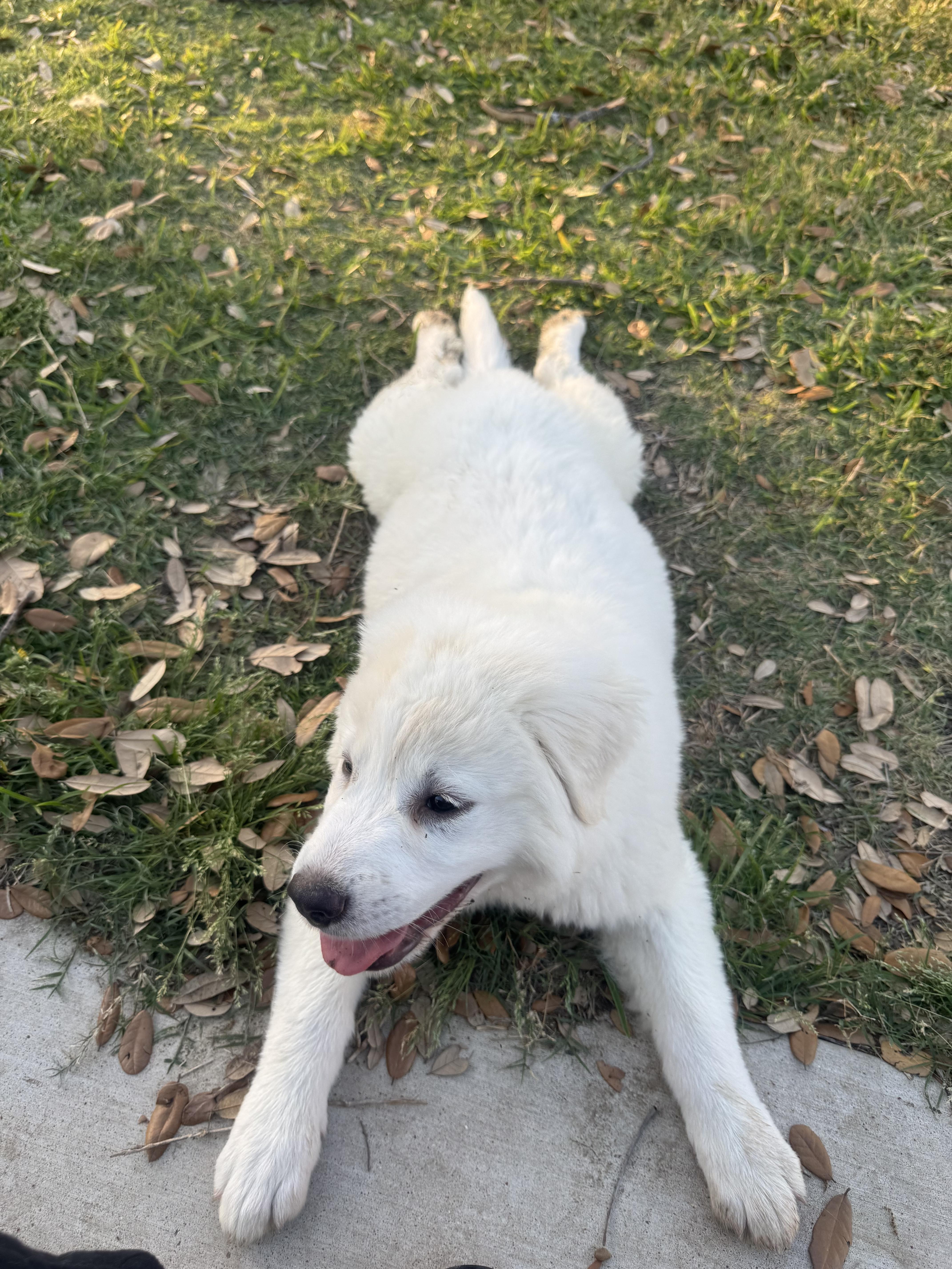 Jessie Atx thumbnail 5