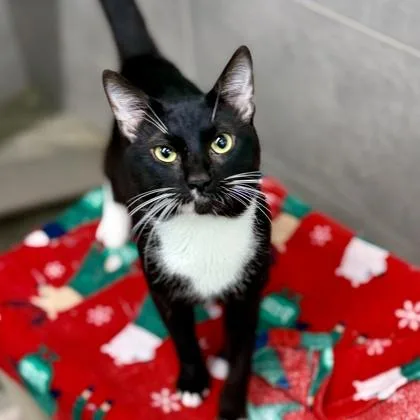 A young small-sized male Black Domestic Short Hair cat named Zulu for adoption in Atlanta, GA