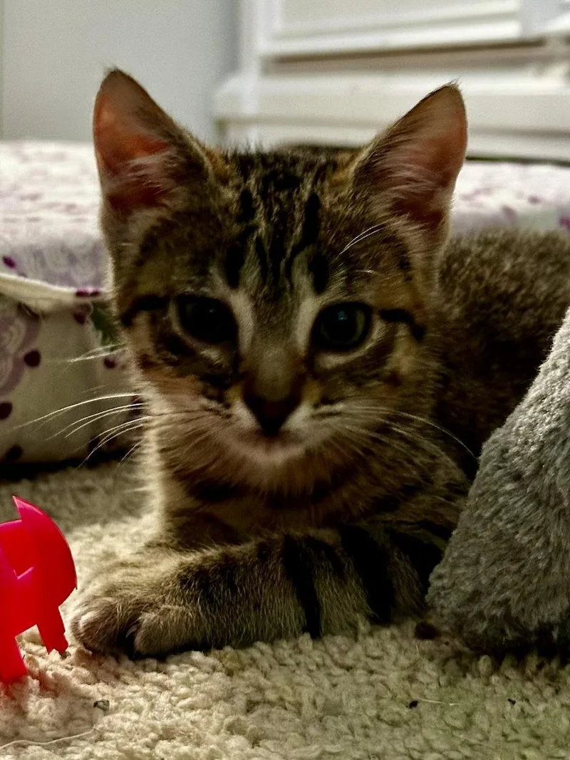 A young small-sized female Tabby cat named Chai for adoption in Cypress, TX