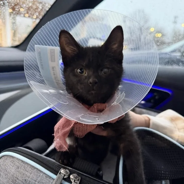 A baby small-sized male Domestic Short Hair cat named Bambino for adoption in Chicago, IL