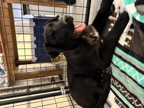 A young medium-sized male German Shepherd Dog dog named Reed for adoption in Thief River Falls, MN