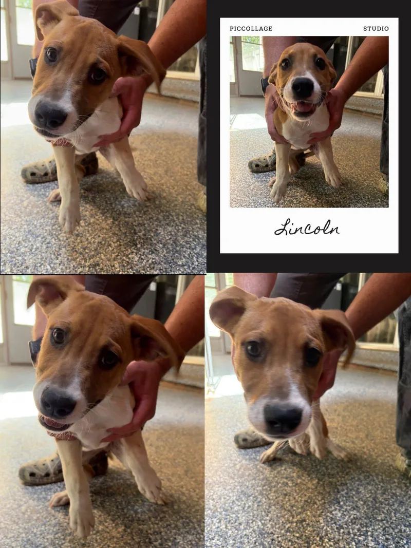A young large-sized male Red / Chestnut / Orange Catahoula Leopard Dog dog named Linclon for adoption in Waldwick, NJ