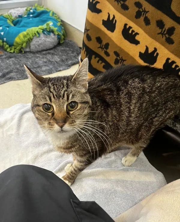 An adult small-sized female Domestic Short Hair cat named Eloise for adoption in Santa Rosa, CA