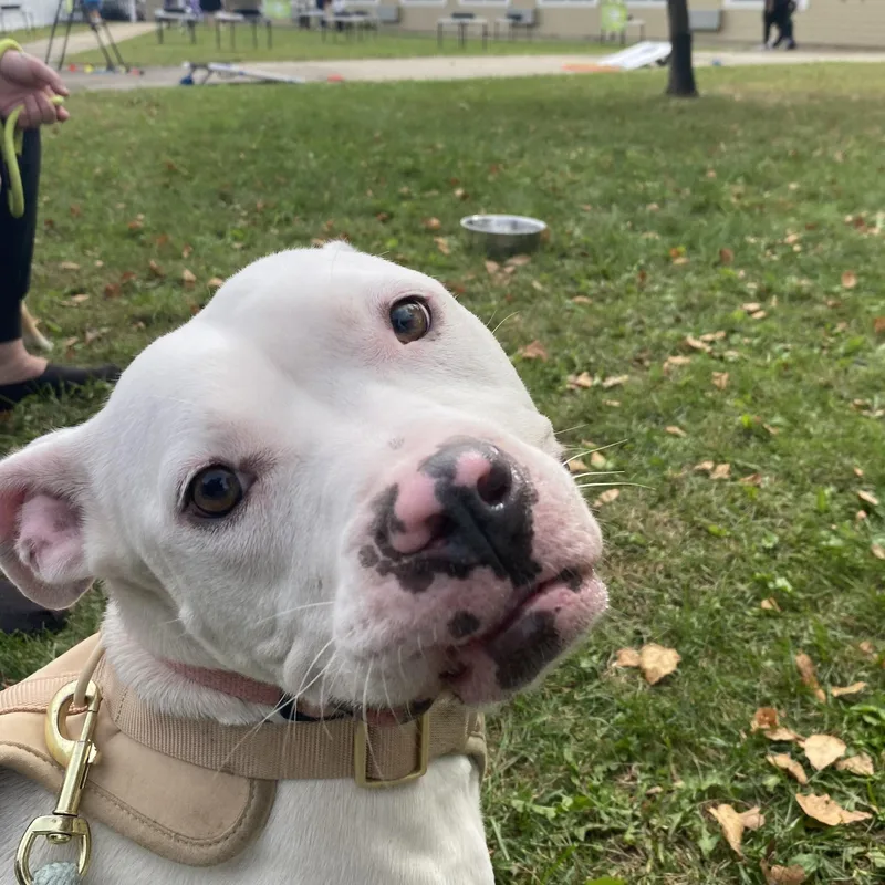 An adult medium-sized female Pit Bull Terrier dog named Mama for adoption in Urbana, IL