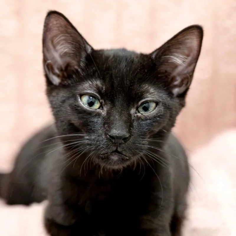 A baby small-sized male Black Domestic Short Hair cat named Bliss for adoption in Chapel Hill, NC